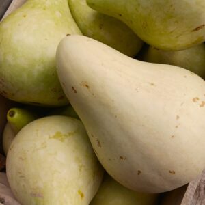 Courges décoratives "Poire"