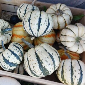 Courge poivrée - Célébration