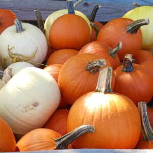 Citrouilles moyennes (différentes couleurs)