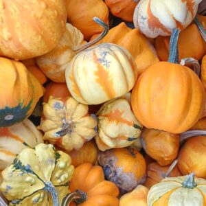 Courge décorative (petite)