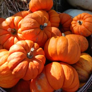 Citrouilles Orangita (Mini)
