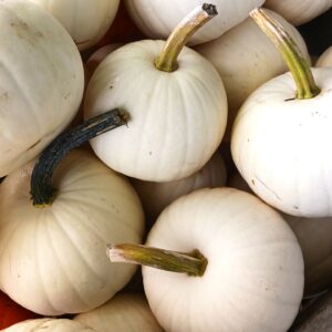 Petites citrouilles blanches