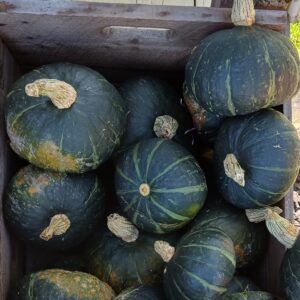 Courges "Kabocha" - Sweet Mama