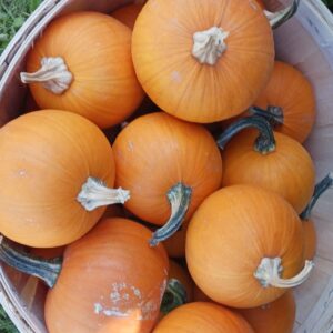 Citrouilles oranges - Bébés