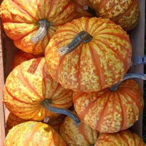 Citrouilles jaunes striée orange - Petites